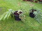 Woodwardia orientalis, Oosterse kettingvaren, Tuin en Terras, Planten | Tuinplanten, Ophalen, Overige soorten, Volle zon