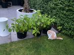 3 Stuks grote strong Annabelle hortensia’s hydrangea, Ophalen, Zomer, Overige soorten, Halfschaduw