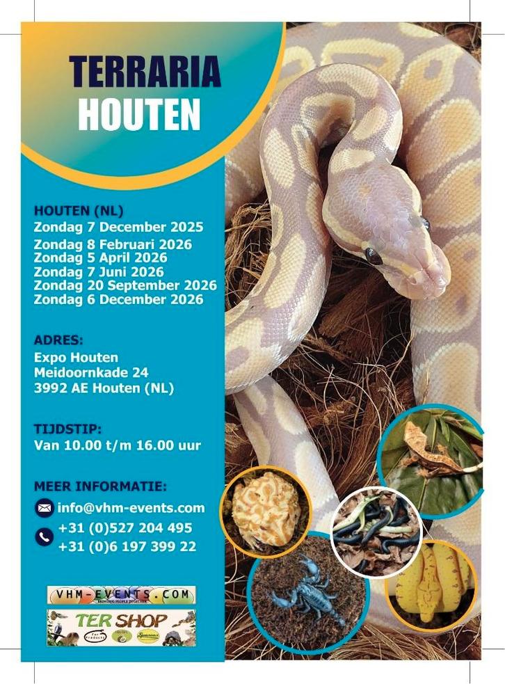 Terraria&Exoknaag Houten 08-02-2026 Benelux Grootste, Dieren en Toebehoren, Insecten en Spinnen, Wandelende tak