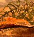 Cpo dwergkreeft, Dieren en Toebehoren, Vissen | Aquariumvissen, Kreeft, Krab of Garnaal