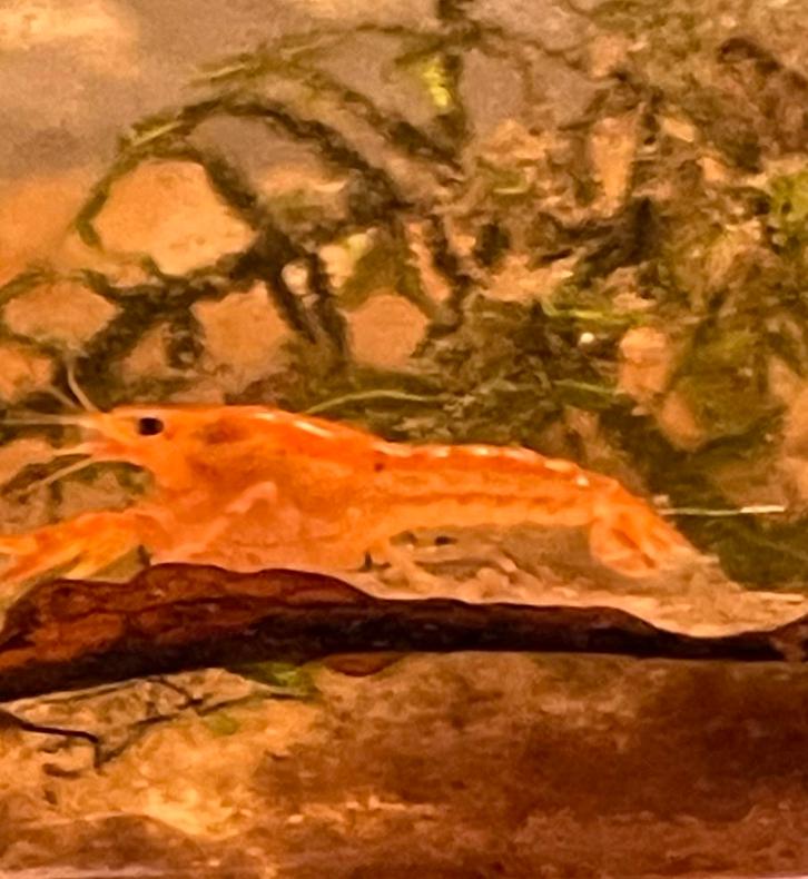 Cpo dwergkreeft, Dieren en Toebehoren, Vissen | Aquariumvissen, Kreeft, Krab of Garnaal