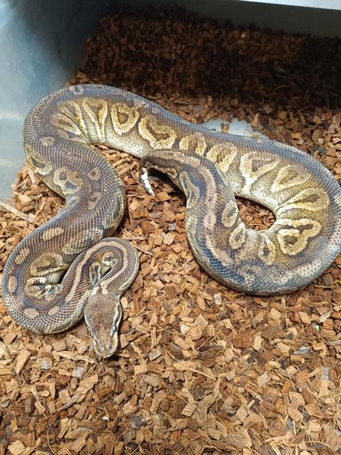 Python regius Pewter 0.1 nk 16, Dieren en Toebehoren, Reptielen en Amfibieën, Slang