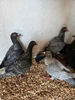 Andalusier kleurpost duiven, Dieren en Toebehoren, Vogels | Duiven, Mannelijk, Postduif