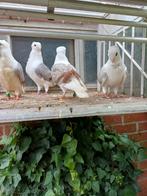 Duitse meeuwtjes, Dieren en Toebehoren, Vogels | Duiven, Meerdere dieren, Overige soorten