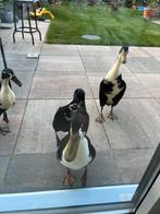 Loopeenden, Meerdere dieren, Eend