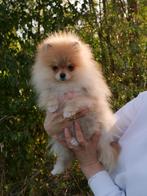 Pomeranian ❤️🐶❤️, Dieren en Toebehoren, Particulier, 8 tot 15 weken, Buitenland, Teef