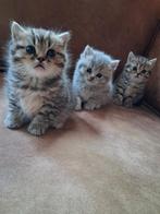 Brits korthaar kittens, Dieren en Toebehoren, Meerdere dieren