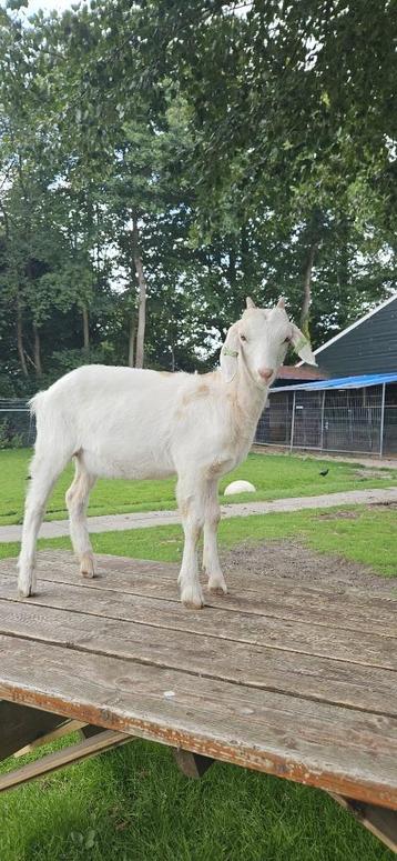Nubische geit x melkgeit jong  beschikbaar voor biedingen