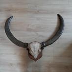 Grote buffelhoorns / schedel, Ophalen, Gebruikt, Schedel