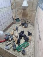 Te koop: kuikens zijdehoen, amrock, serama, Dieren en Toebehoren, Pluimvee, Kip