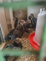 Barnevelder Kuikens., Geslacht onbekend, Kip