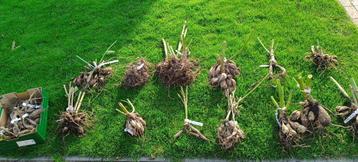 ruim 10 soorten mooie dalia's (dahlia dalias dalia dahlias) beschikbaar voor biedingen