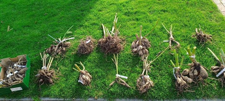 ruim 10 soorten mooie dalia's (dahlia dalias dalia dahlias), Tuin en Terras, Bloembollen en Zaden, Knol, Volle zon, Ophalen