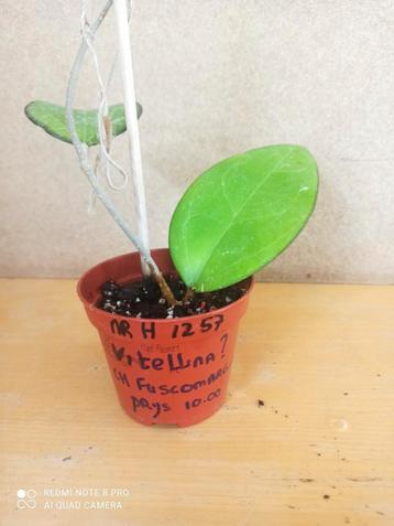 Hoya Vitellina Fuscomargin?? potmaat 8.5 nummer H1257 beschikbaar voor biedingen
