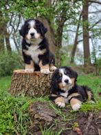 Berner sennen pups te koop, Dieren en Toebehoren, Rabiës (hondsdolheid), Meerdere, 8 tot 15 weken, Sennenhond