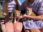 Prachtige kittens, Dieren en Toebehoren, Katten en Kittens | Overige Katten, Kater