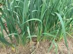 Prei planten, winterhard, Ophalen of Verzenden, Zomer, Overige soorten, Volle zon