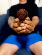 Toypoedel toy poedel puppy’s asia/korea, Dieren en Toebehoren, Honden | Chihuahua's en Gezelschapshonden, Poedel, 8 tot 15 weken
