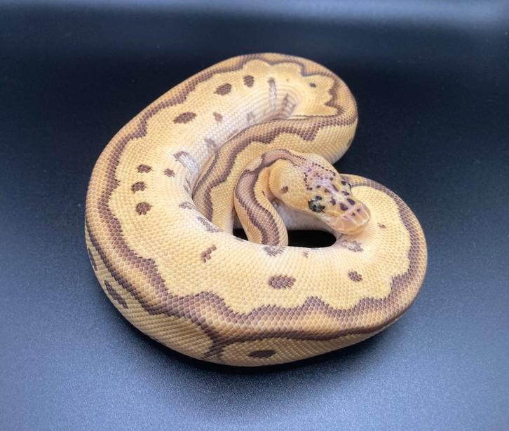 1.0 Pastel Orange Dream Jungle Woma Clown ball python regius, Dieren en Toebehoren, Reptielen en Amfibieën, Slang, 0 tot 2 jaar