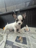 TE koop nog 3 chihuahua pups 1 reu en 2 teefjes, Dieren en Toebehoren, Reu, 8 tot 15 weken, Meerdere, Chihuahua