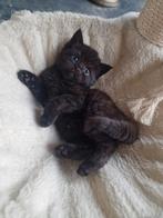 Half Britse Korthaar kittens super lief & speels, Dieren en Toebehoren, Katten en Kittens | Raskatten | Korthaar