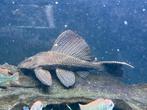 Zeilvin pleco gibbiceps, Dieren en Toebehoren, Vissen | Aquariumvissen, Vis, Zoetwatervis