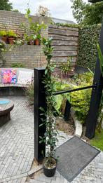 Klimjasmijn gestokt 180-200, Tuin en Terras, Volle zon, Vaste plant, Ophalen of Verzenden, Klimplanten