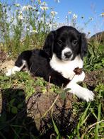 Friese Stabij/Border Collie X Friese Stabij, Dieren en Toebehoren, Honden | Niet-rashonden, CDV (hondenziekte), 8 tot 15 weken