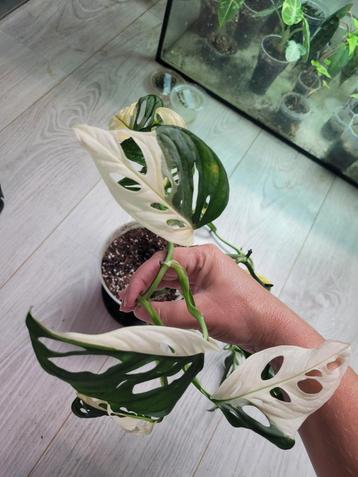 Grote monstera adansonii albo variegata  beschikbaar voor biedingen
