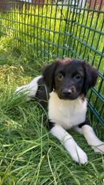 Stabij pups, Rabiës (hondsdolheid), 8 tot 15 weken, Meerdere, Meerdere dieren