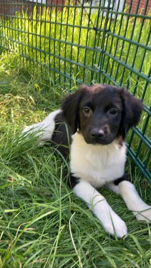 Stabij pups, Dieren en Toebehoren, Honden | Niet-rashonden, Middel, Meerdere dieren, Particulier, Meerdere, Nederland, 8 tot 15 weken