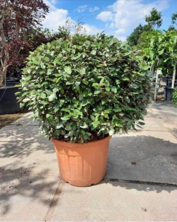 Eleagnus grote bol Eleagnus op stam Photinia red robin beschikbaar voor biedingen
