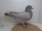 Kleurpostduif kleurpostduiven, Dieren en Toebehoren, Vogels | Duiven, Vrouwelijk, Postduif