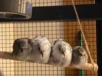 Koppeltje diamantduifjes met hun jonge, Dieren en Toebehoren, Vogels | Duiven, Meerdere dieren, Overige soorten