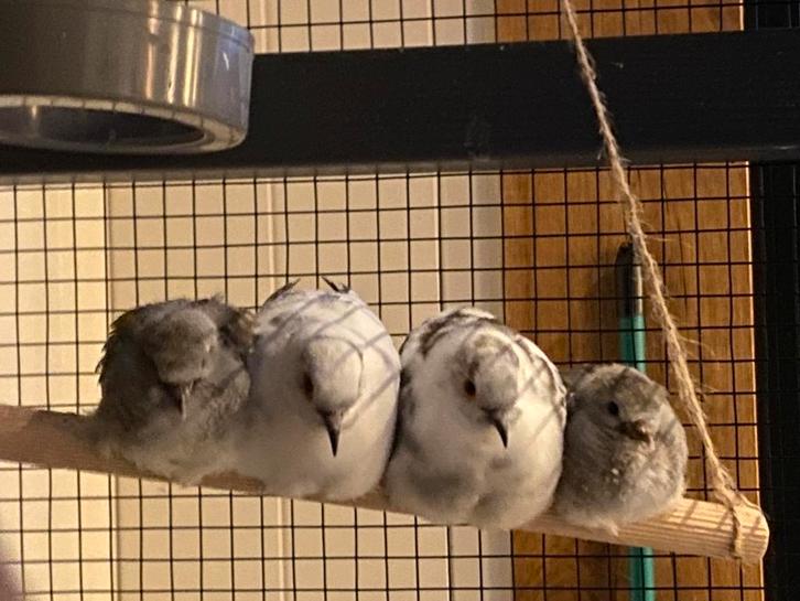 Koppeltje diamantduifjes met hun jonge, Dieren en Toebehoren, Vogels | Duiven, Overige soorten, Meerdere dieren
