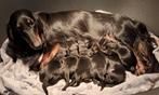 Standaard langhaar black and tan Teckel pups met stamboom, Dieren en Toebehoren, Honden | Teckels en Dashonden, Standaard, CDV (hondenziekte)