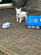 Miniature bull terrier met fci stamboom teefje, Dieren en Toebehoren, Honden | Jack Russells en Terriërs, 8 tot 15 weken, Teef