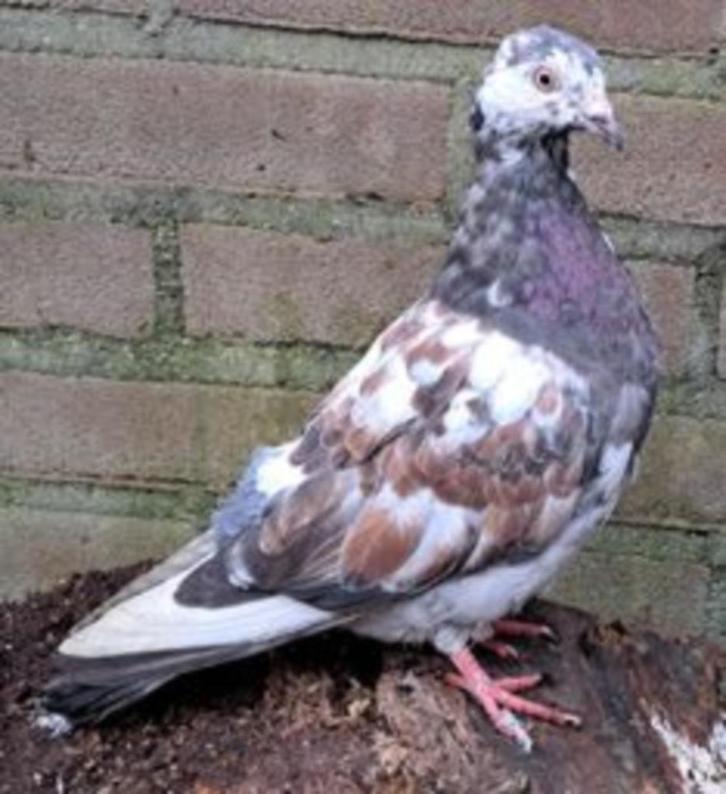 Cenzaa zoekt een huisje! (Sierduif), Dieren en Toebehoren, Vogels | Duiven, Overige soorten, Vrouwelijk