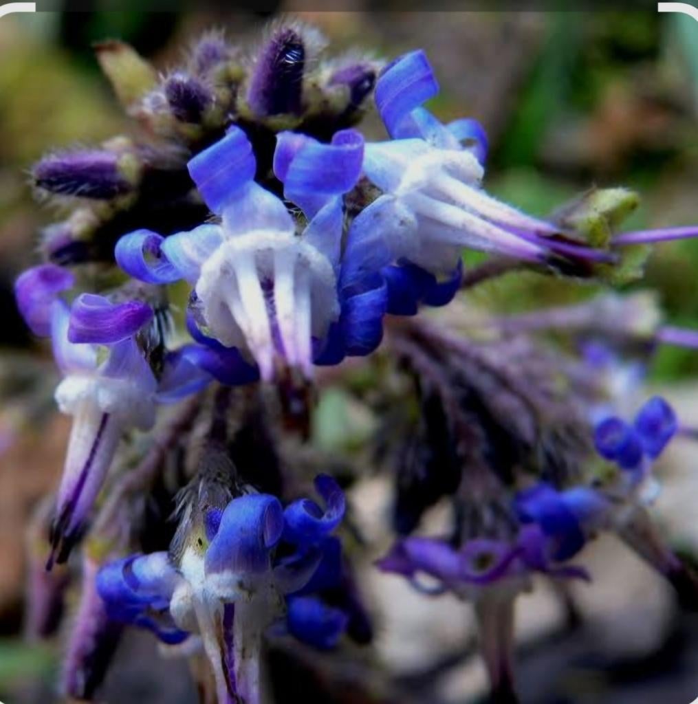 Trachystemon, Tuin en Terras, Bloembollen en Zaden, Ophalen, Volle zon