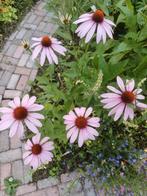 Echinacea purpurea roze, Tuin en Terras, Ophalen of Verzenden, Zaad
