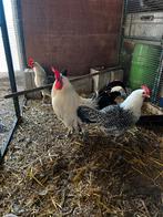 Groninger meeuwen koppel, Dieren en Toebehoren, Meerdere dieren, Kip