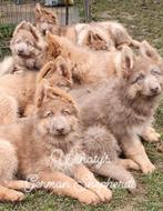 Langhaar isabella (lilac) Duitse Herder pups, 8 tot 15 weken, Buitenland, Parvo, Meerdere