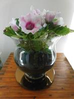 herbarium mini ecosysteem en  Gloxinia en meer, Huis en Inrichting, Kamerplanten, Overige soorten, In pot, Minder dan 100 cm, Bloeiende kamerplant