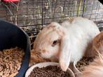 2 leuke konijnen, Dieren en Toebehoren, Konijnen, Mannelijk