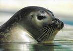 Zeehond., Verzenden, 1980 tot heden, Gelopen, Wild dier