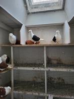 Duitse meeuwen te koop, Meerdere dieren, Overige soorten