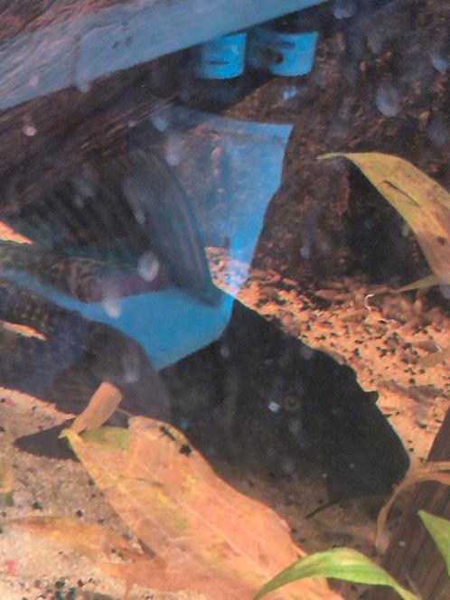 Zeilvin Pleco -  Pterygoplichthys gibbiceps, Dieren en Toebehoren, Vissen | Aquariumvissen, Vis