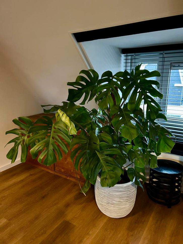 Mooie, gezonde Monstera Deliciosa, Huis en Inrichting, Kamerplanten, Overige soorten, 100 tot 150 cm, Groene kamerplant, Halfschaduw