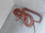 Korenslangen Ultramel anery red factor + red factor snow, Dieren en Toebehoren, Reptielen en Amfibieën, Slang, 0 tot 2 jaar