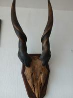 Antilope Hoorns op Houten Plaat, Verzamelen, Dierenverzamelingen, Ophalen, Gebruikt, Beeldje of Figuurtje